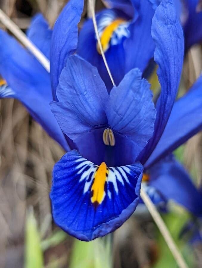 Netz-Iris 5
