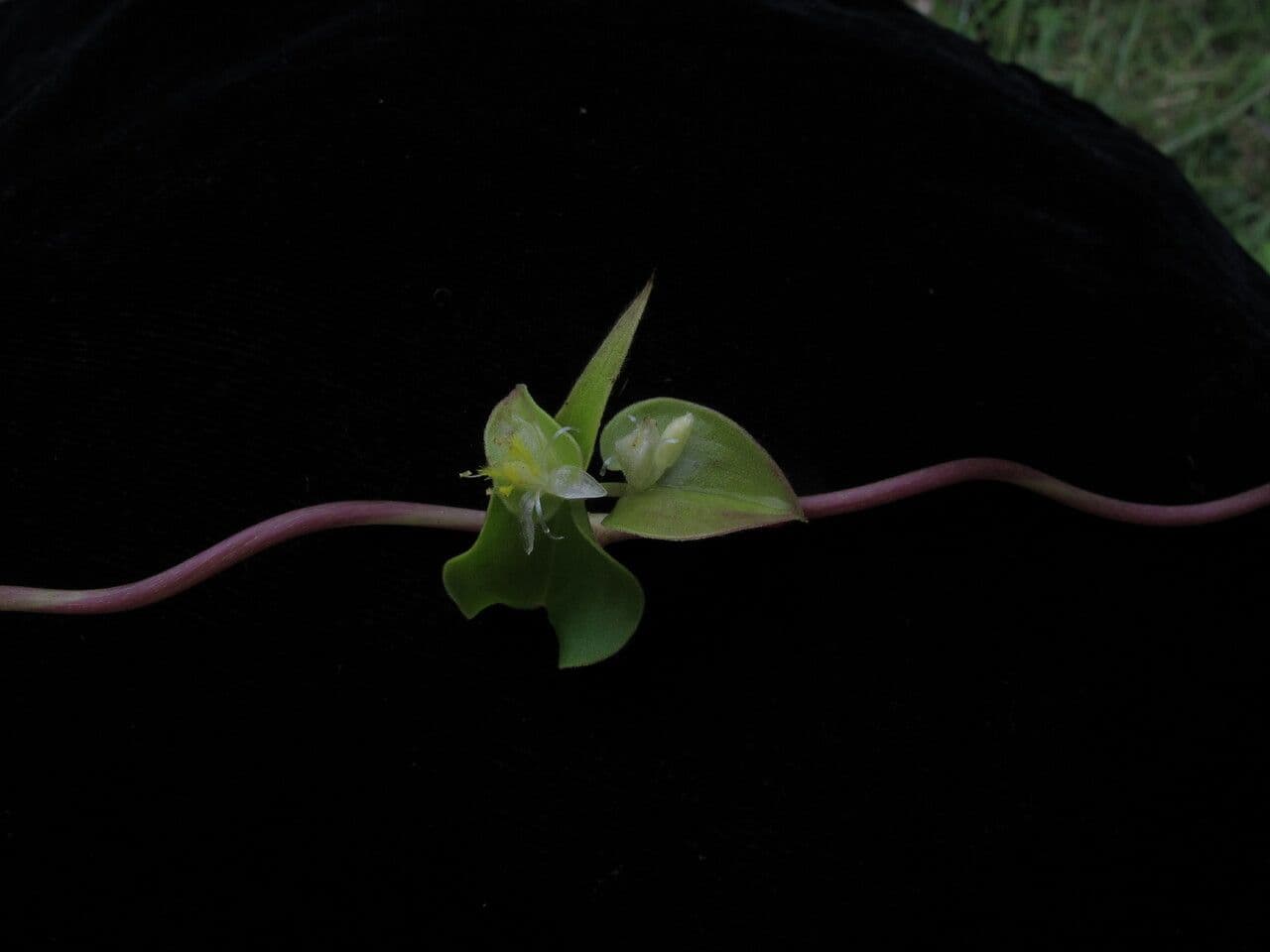 Streptolirion volubile 8