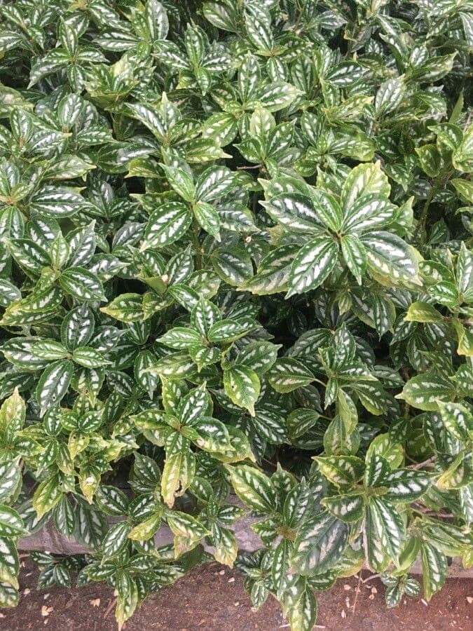 Pilea 12