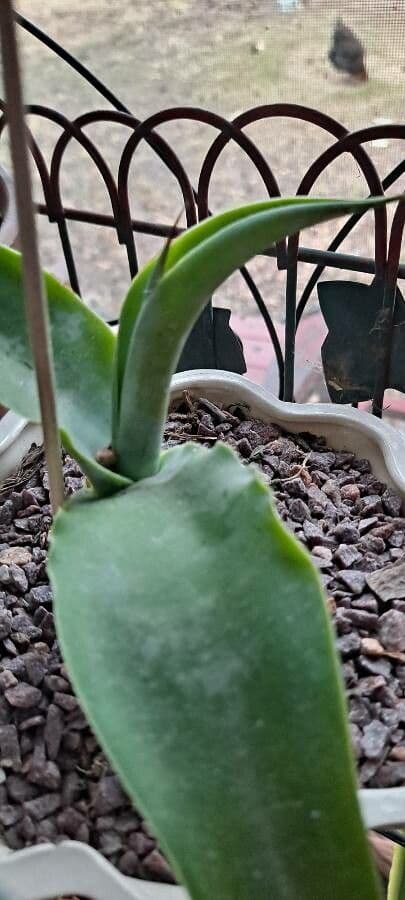 Agave polpo 4