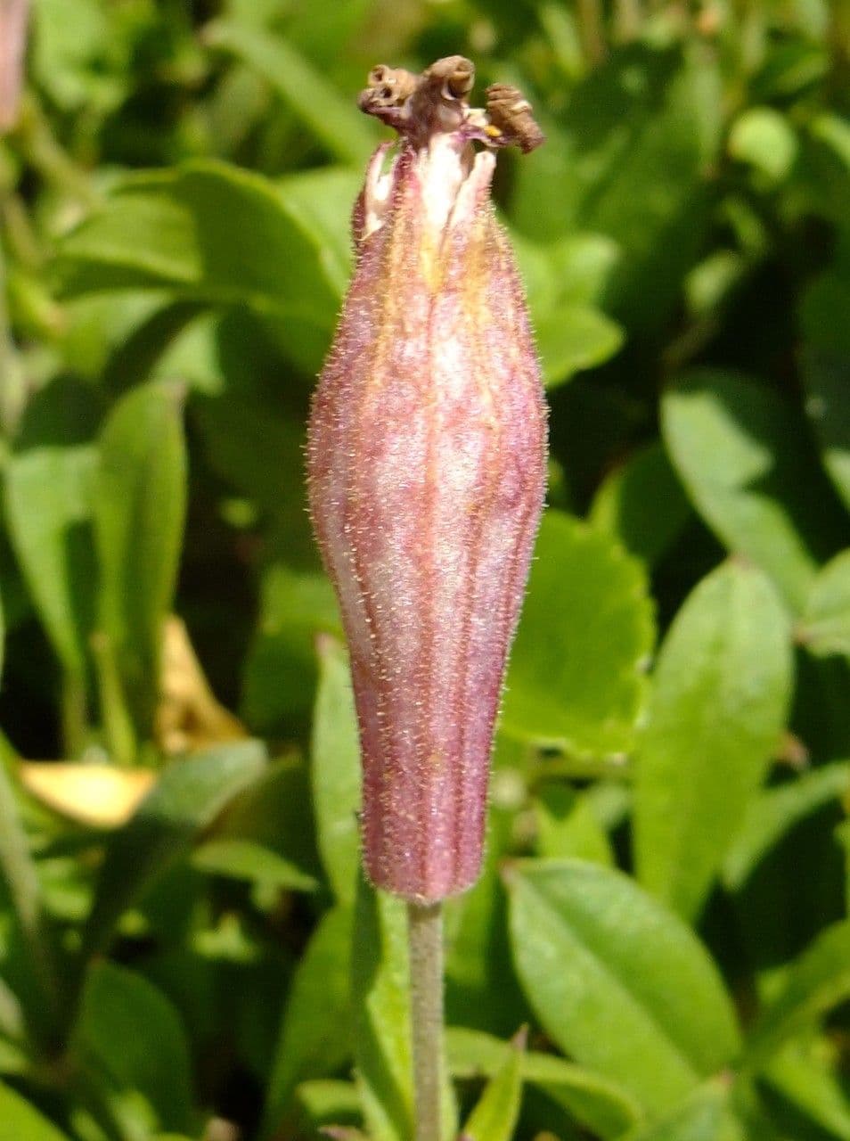 Walliser Leimkraut 7