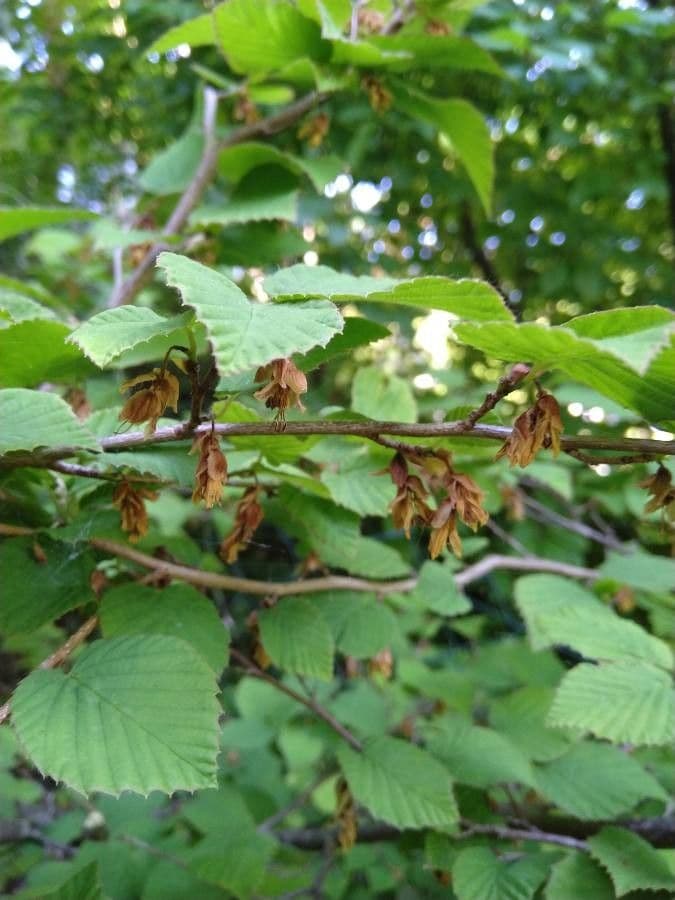 Corylopsis
