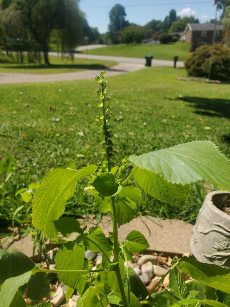 Acalifa setosa 8