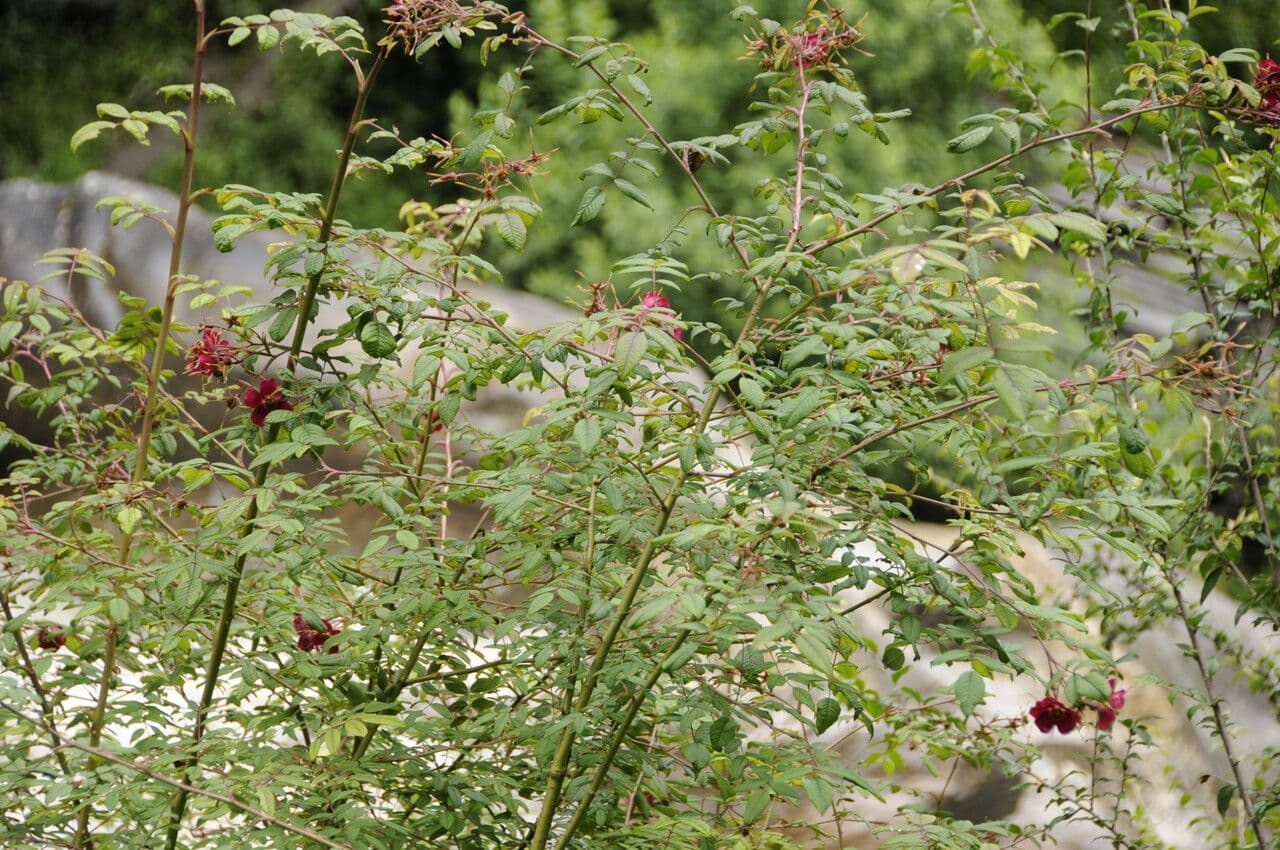Großblättrige Rose 8