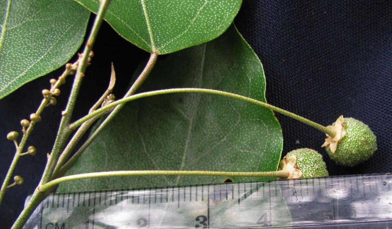 Croton niveo 15