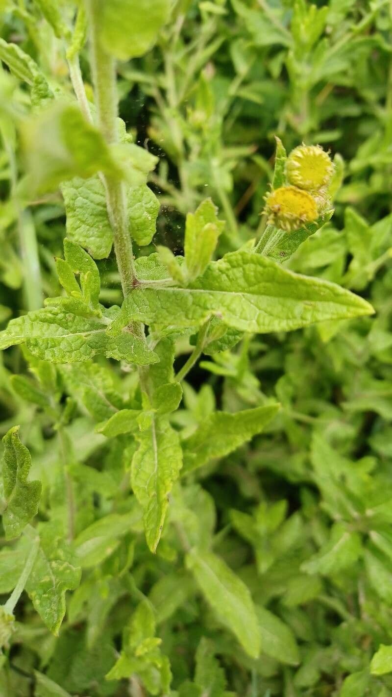 Pulicaria dysenterica 16