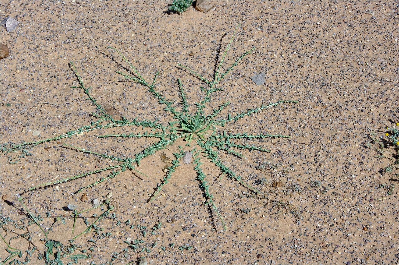 Caylusea hexagyna 10