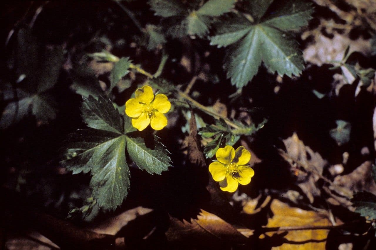Mochna      8