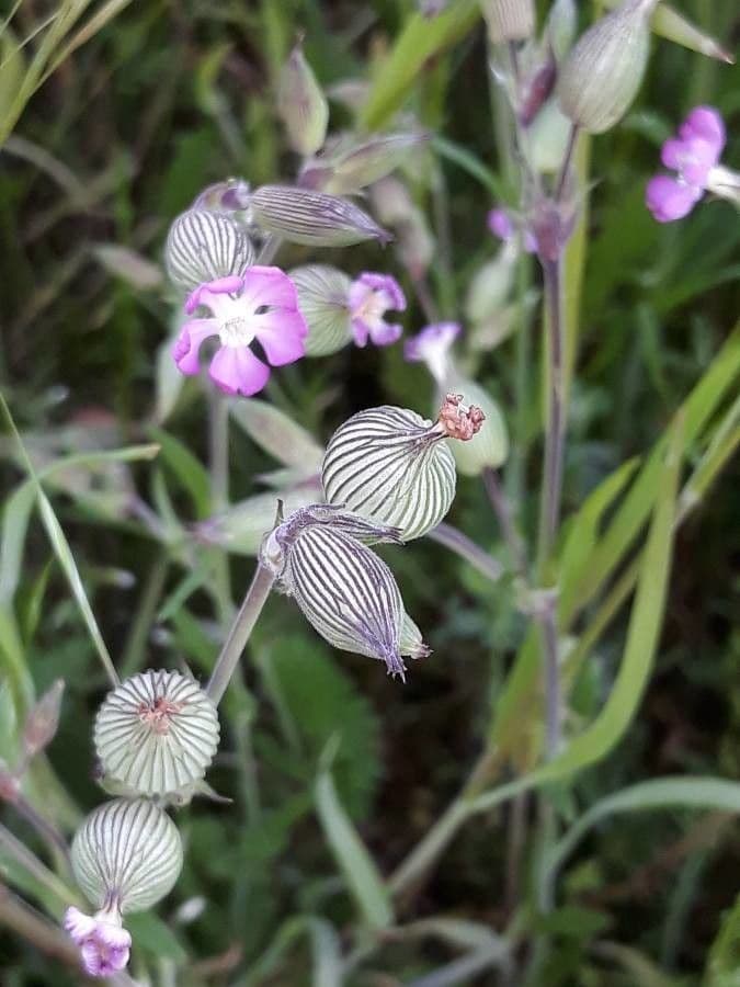 Silene conica 8