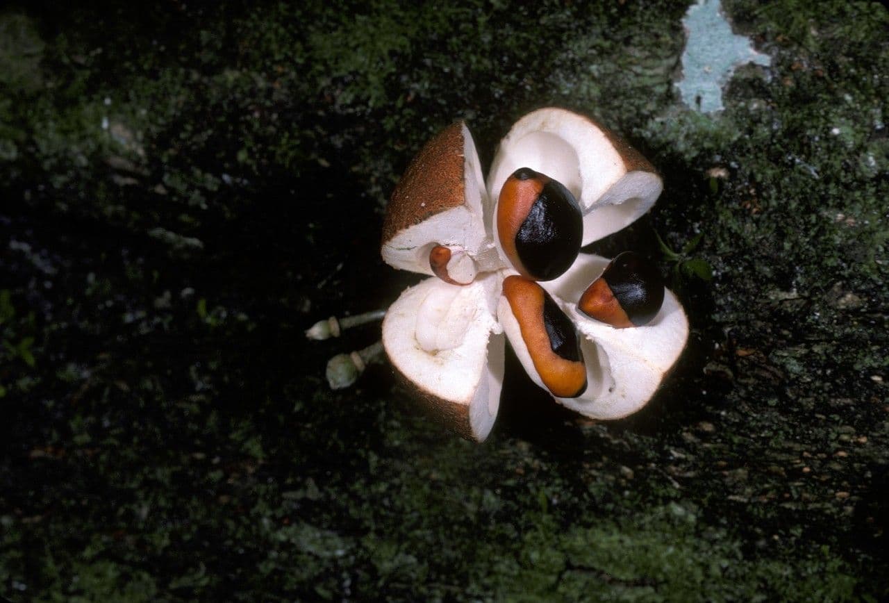 Dysoxylum