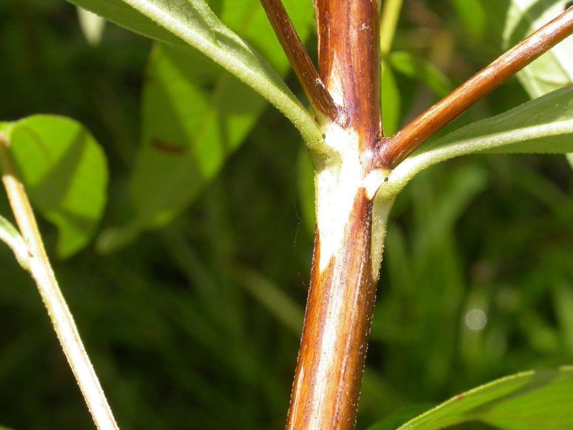 Ludwigia alternifolia 22