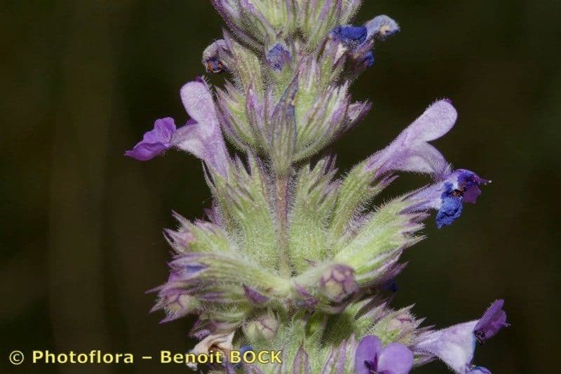 Erba gatta