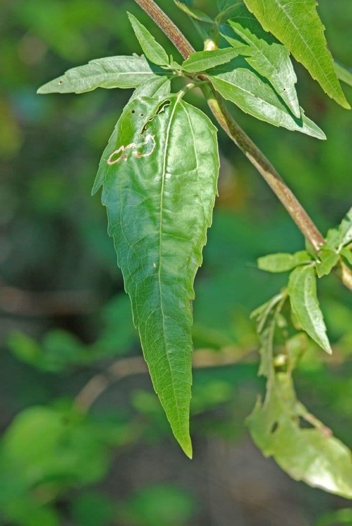Brickellia eupatorioides 13
