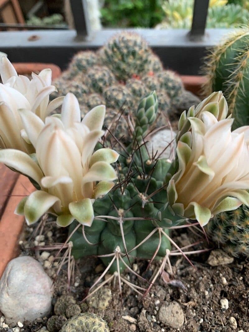 Gymnocalycium 3