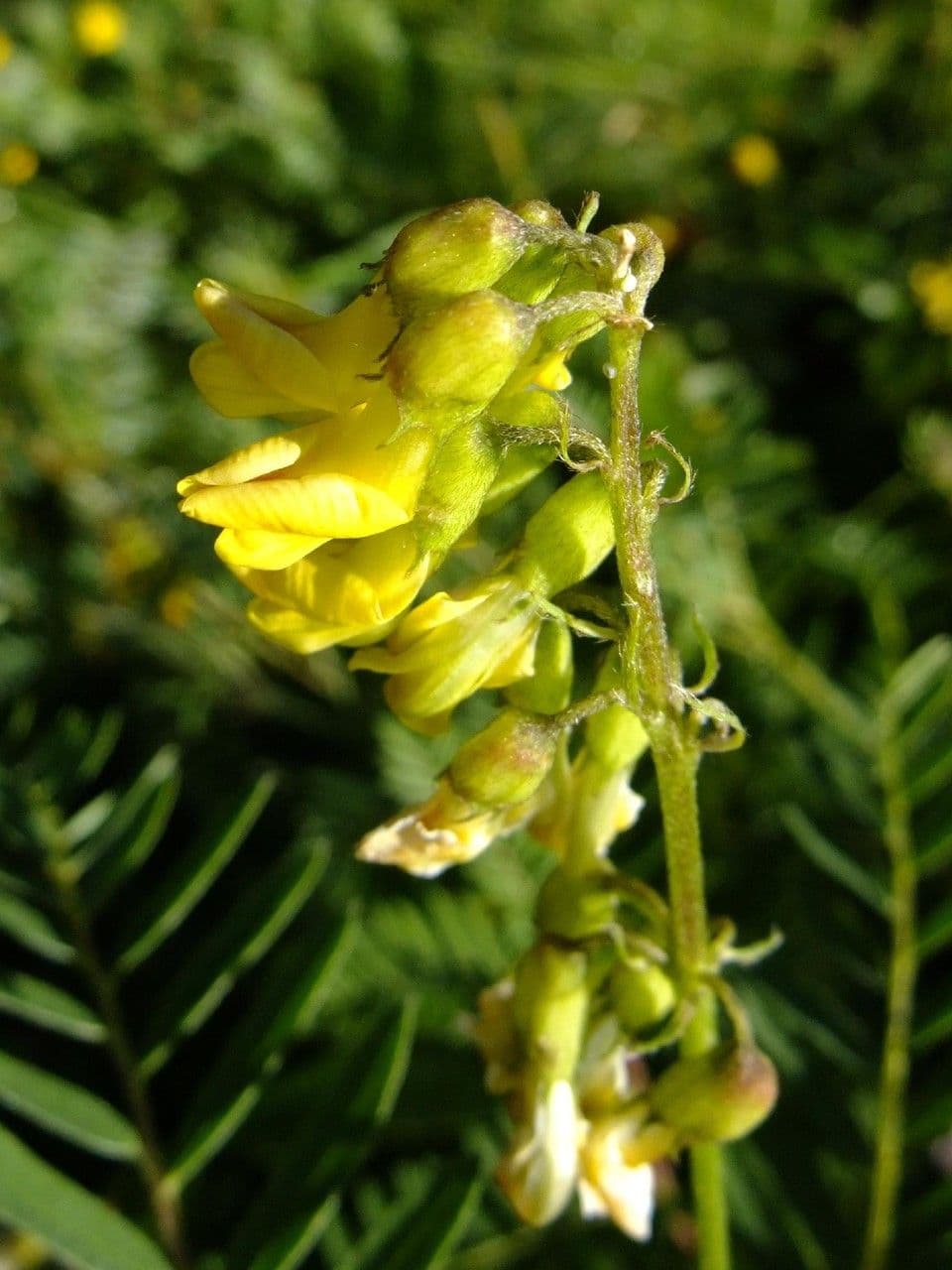 Astragalus penduliflorus 9
