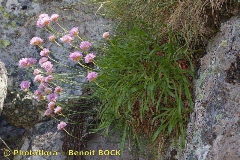 Armeria 10
