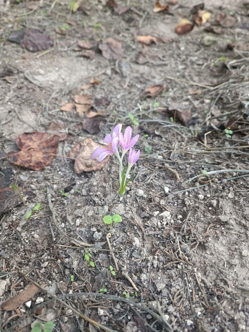 Colchicum 5