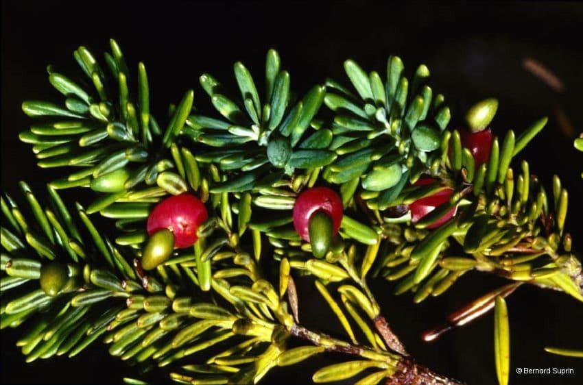 Podocarpus 5