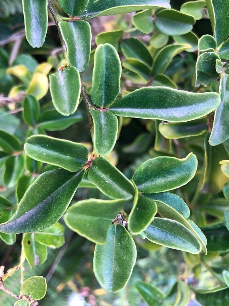 Triphasia trifogliata 8