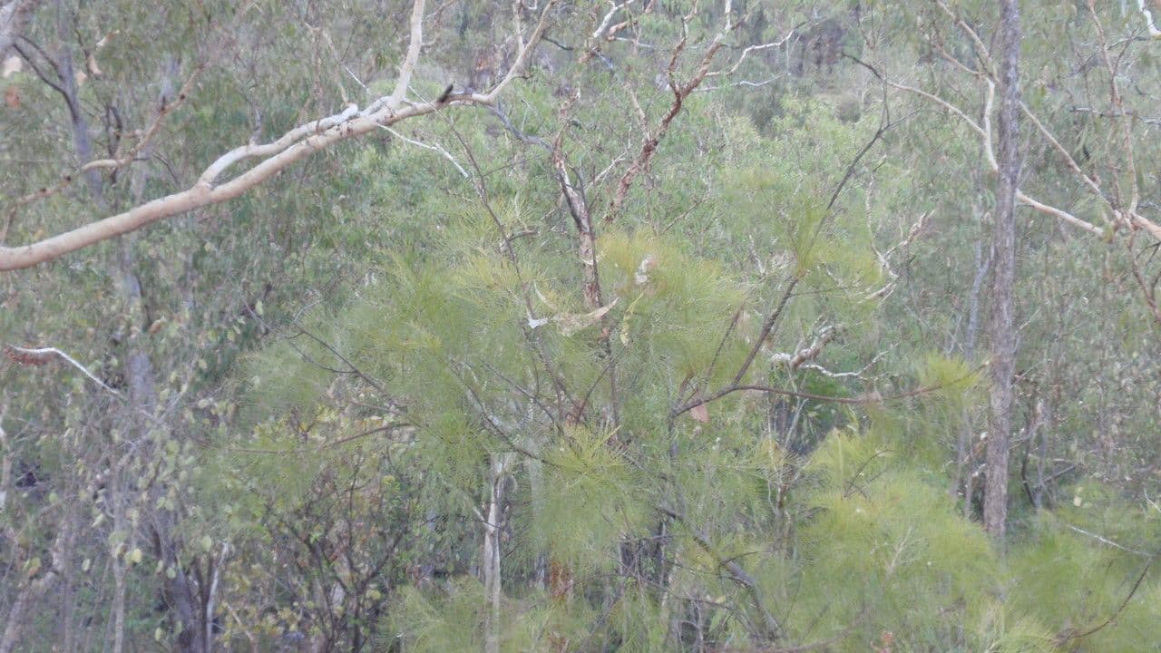 Gold-Grevillea 6