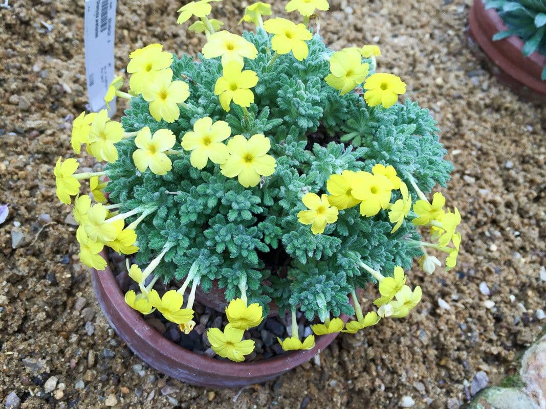 Dionysia 2