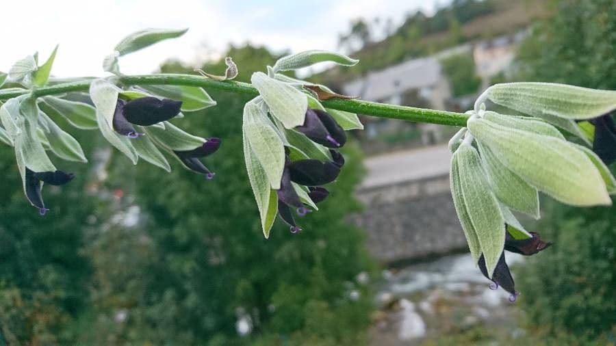Salvia 5