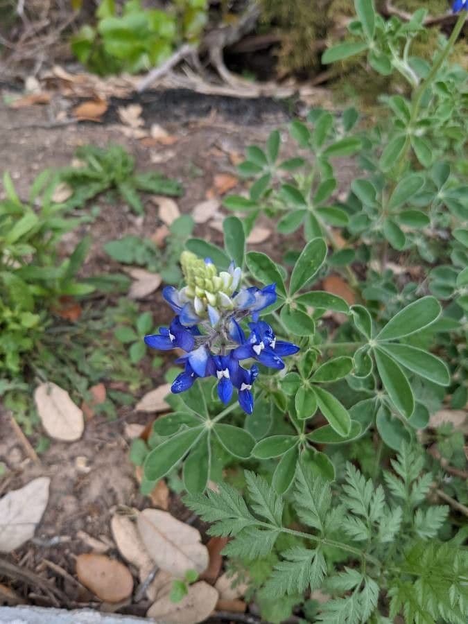 Lupinus texensis 8