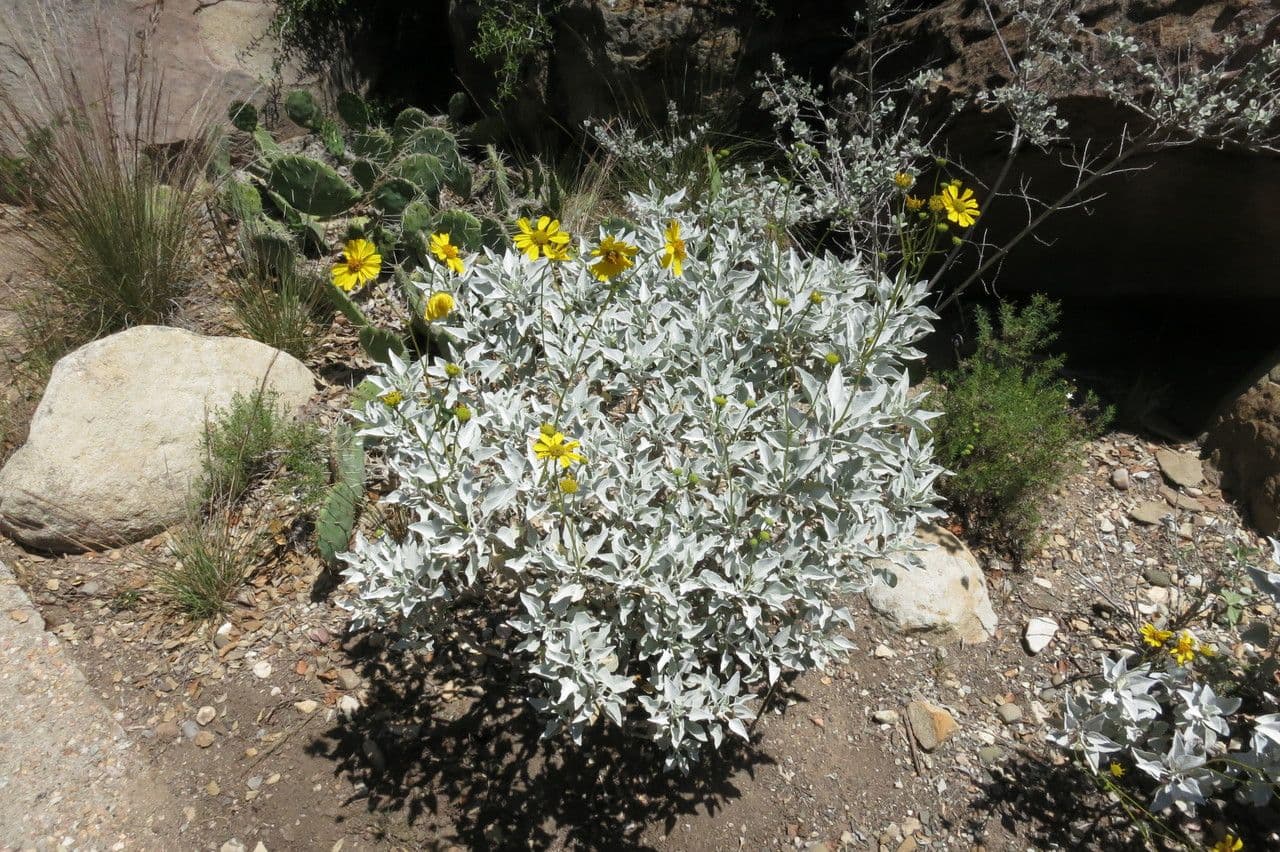 Encelia 6