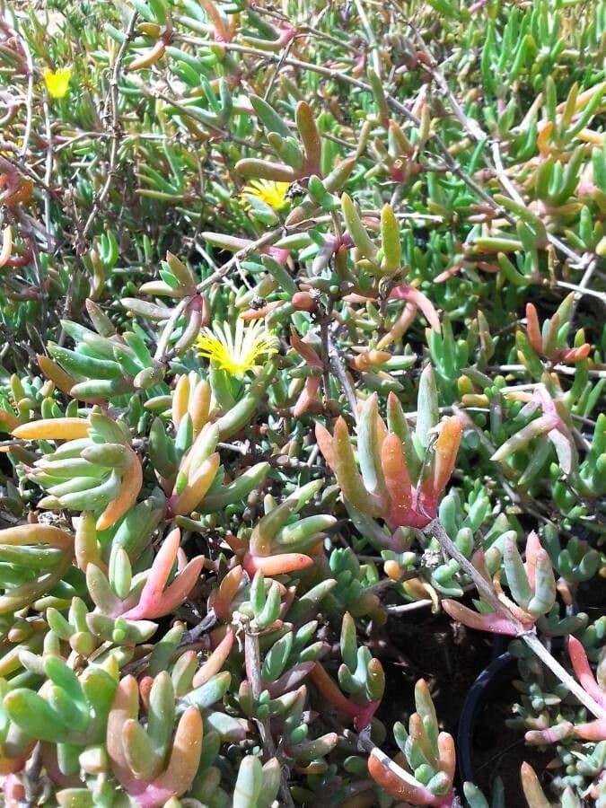 Lampranthus 10