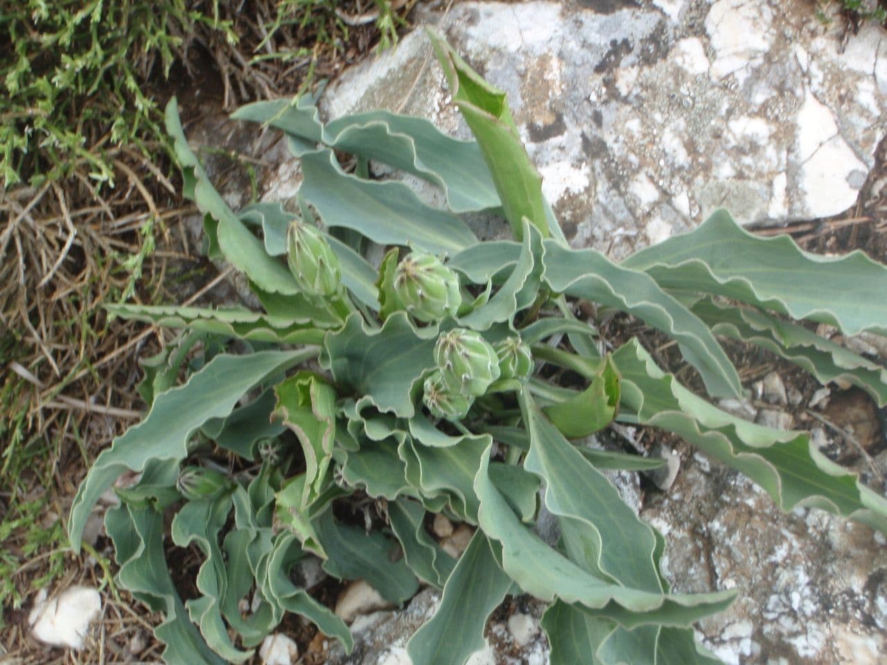 Scorzonera austriaca 11