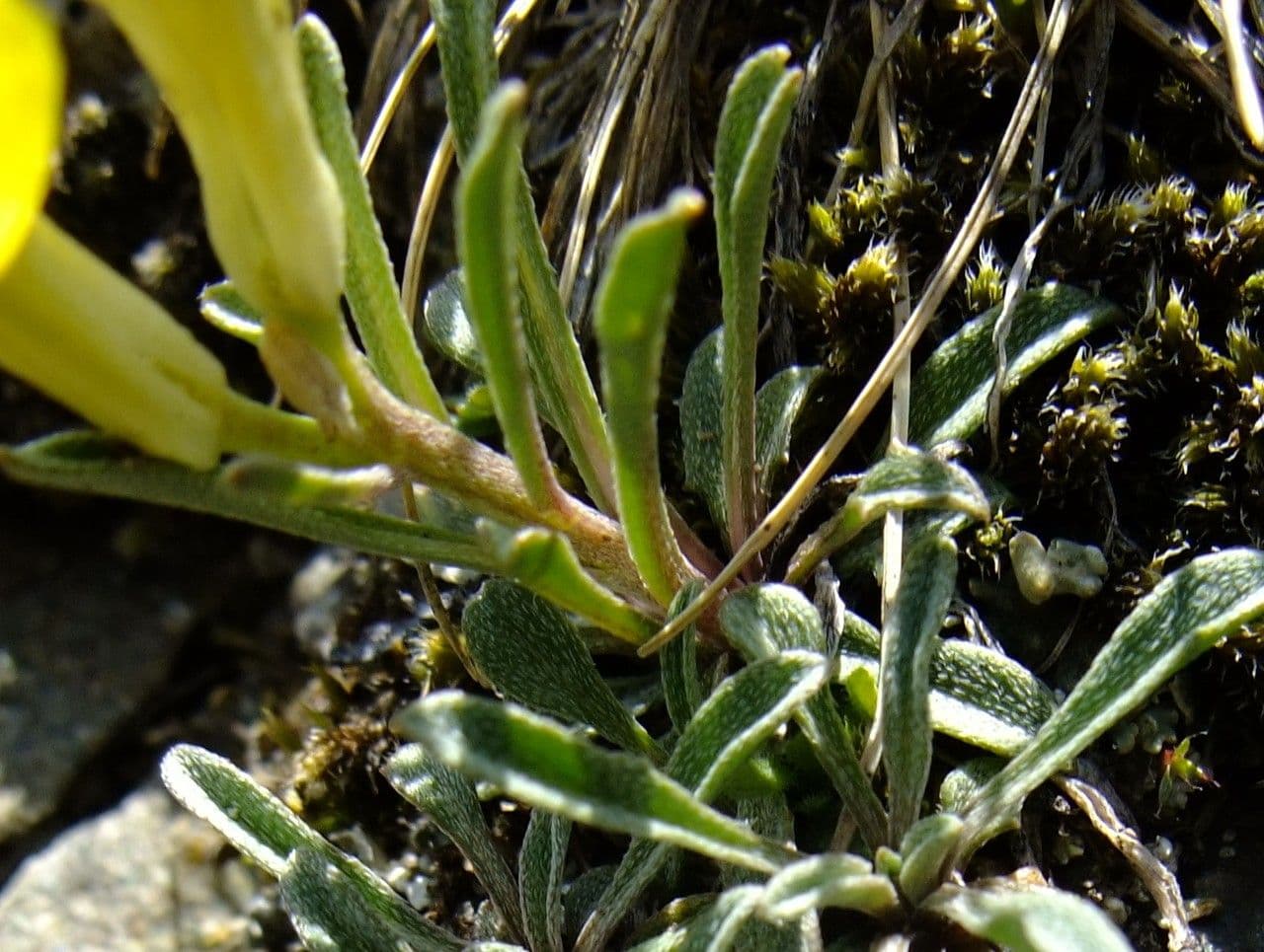 Erysimum rhaeticum 18