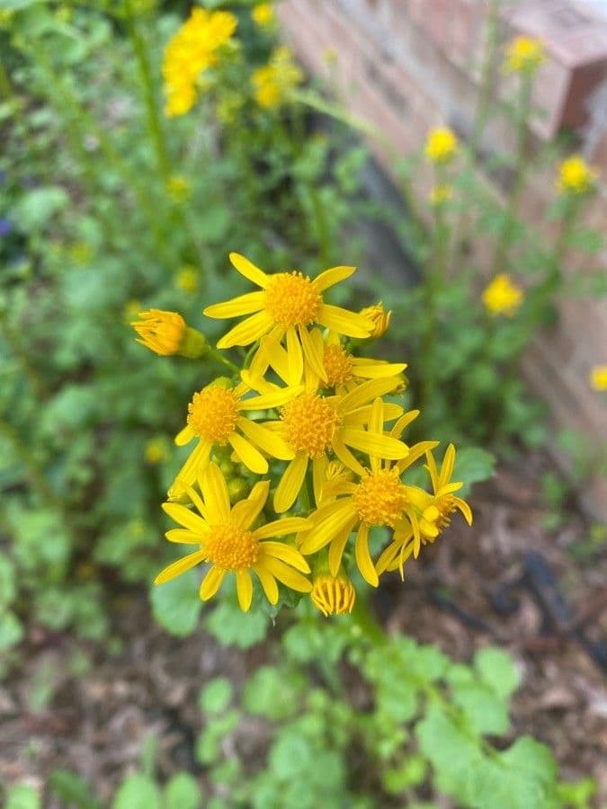 Senecio 2