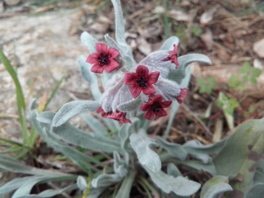 Zlatovlas farbiarsky