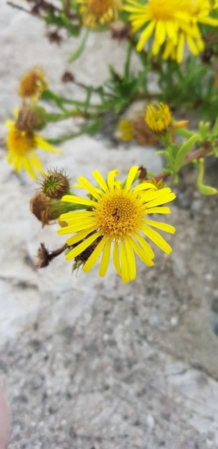 Limbarda crithmoides 7