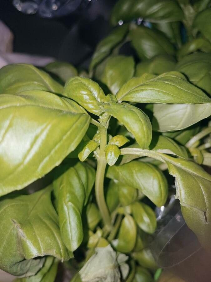 Basilic 24