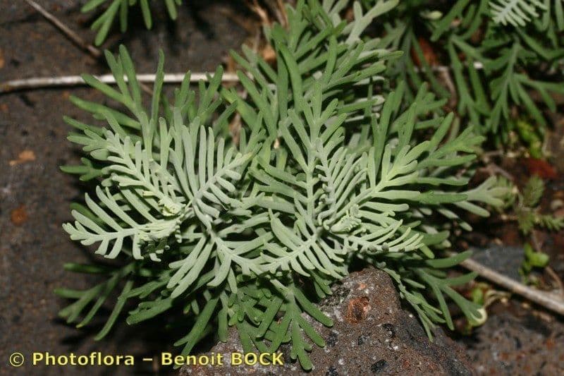 Lavendel 10
