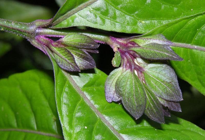 Herpetacanthus 10