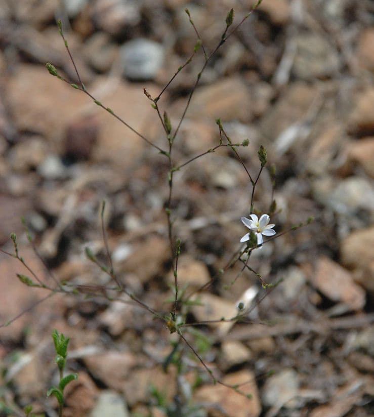 Lessingia 8
