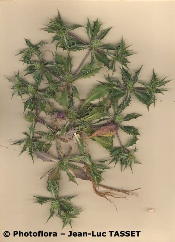 Panicaut à feuilles de houx 6