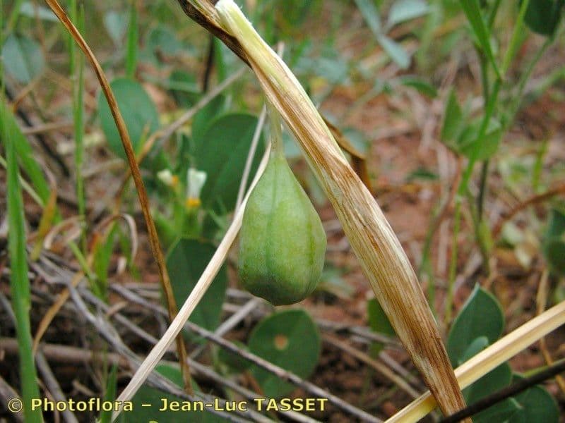 Iris tuberoso 2