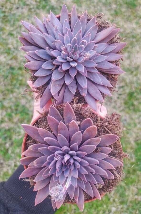 Graptopetalum