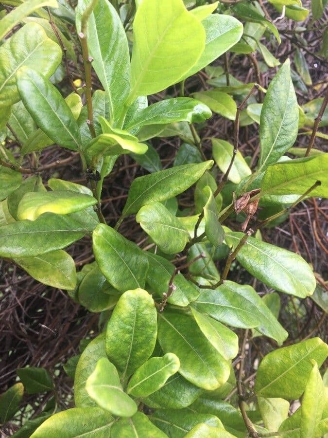 Gelber Flachschlinger 11