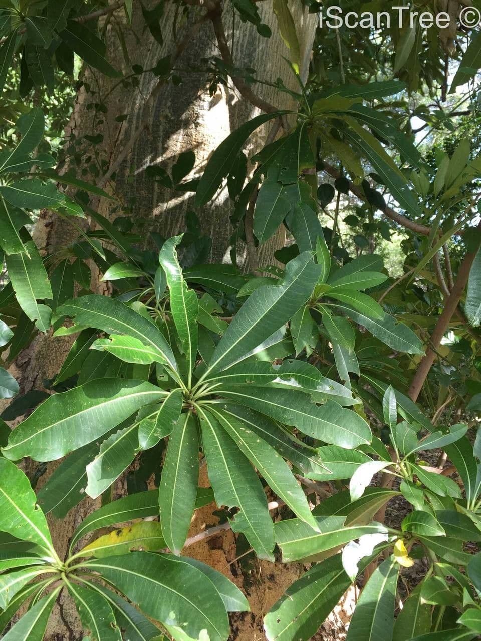 Rauvolfia 11