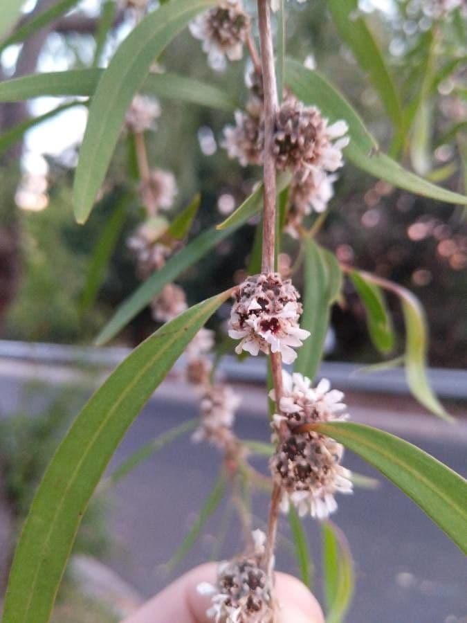 Agonis