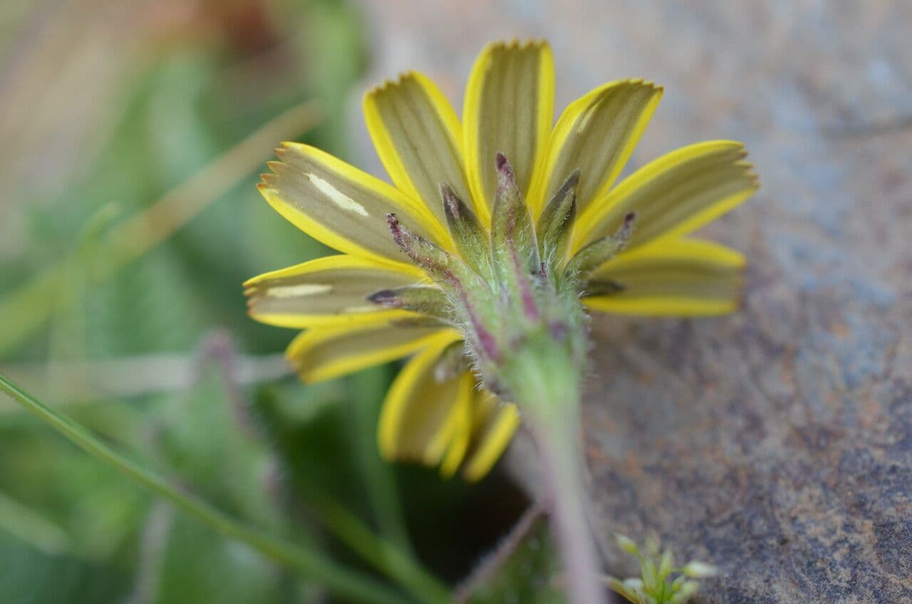 Leontodon tuberoso 8