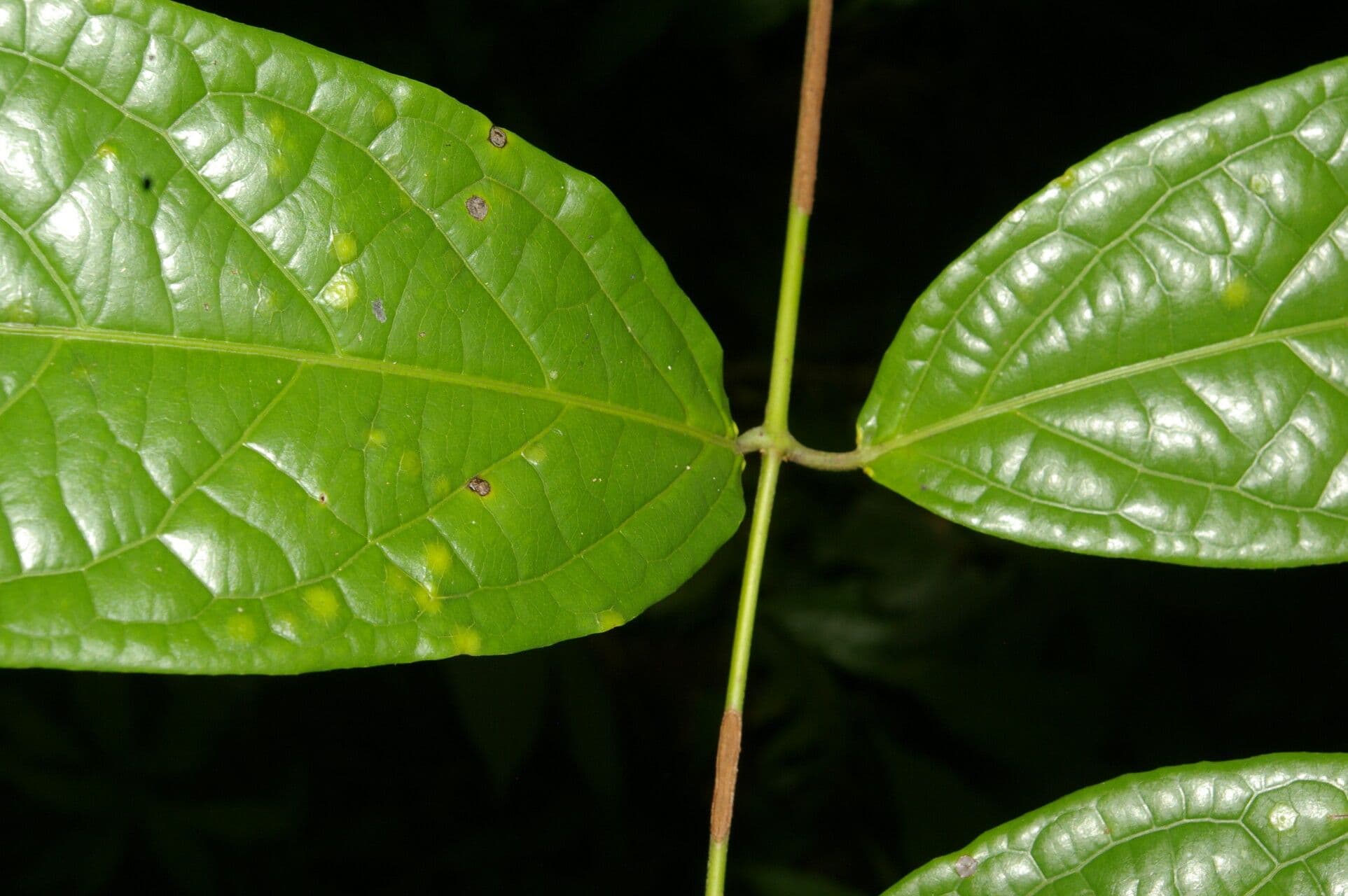 Glicophyllum 5