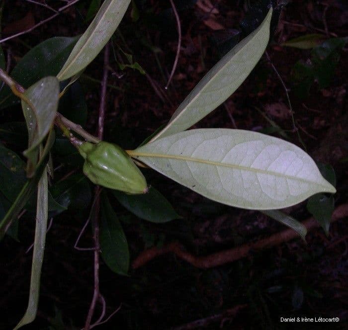 Cryptocarya 6