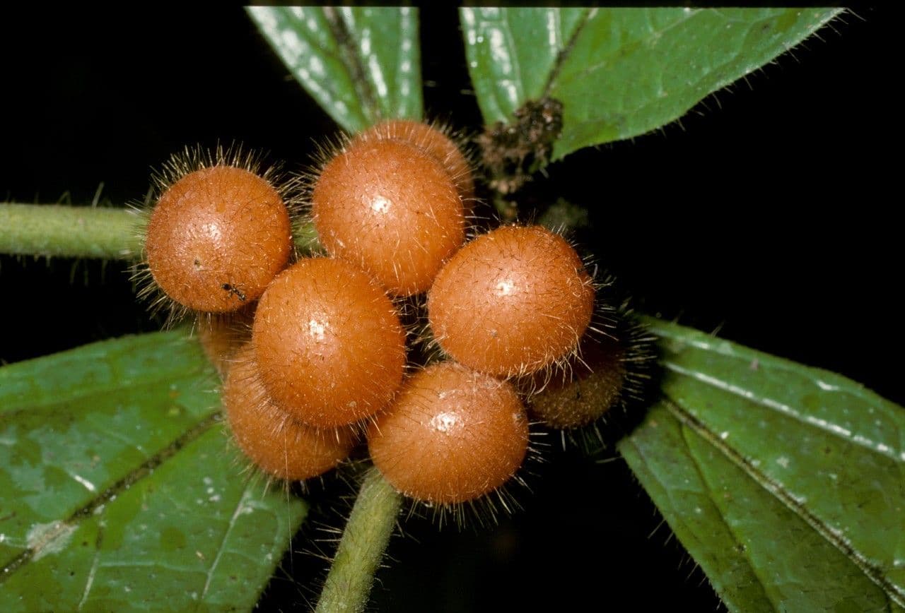 Cordia nodosa