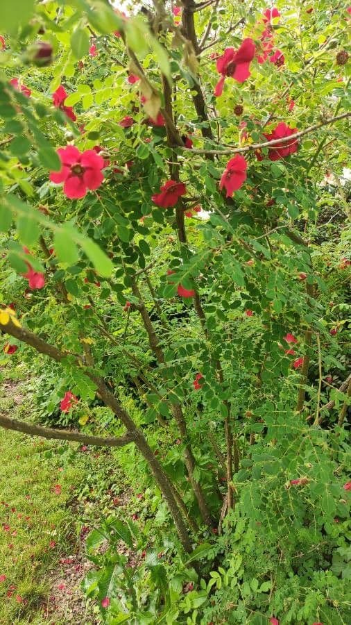 Moyes-Rose 13