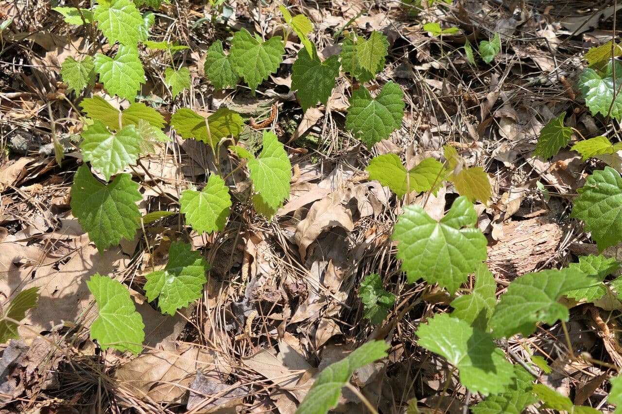 Vite rotondifolia 14